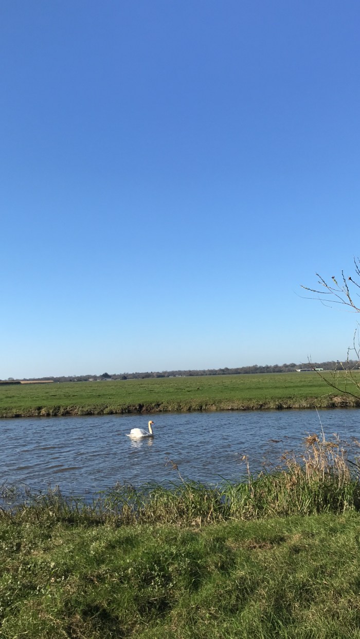 Cygnes sur la Douve