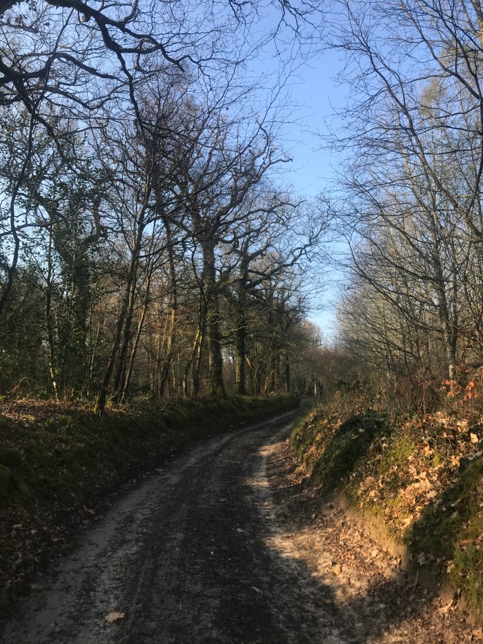 Le chemin de randonnée de la forêt de Limor