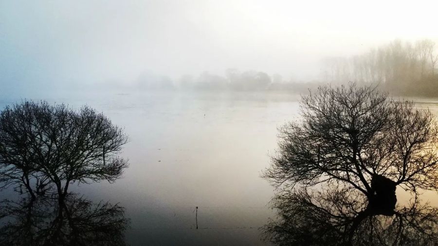 Les marais au petit matin